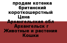 продам котенка британский короткошерстный › Цена ­ 3 000 - Архангельская обл., Архангельск г. Животные и растения » Кошки   